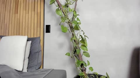 Sofia independent model online show from 12.14.24