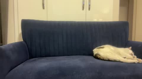 Snapshot of hoplonger chatting on 03.06.26 hoplonger online show from 03.06.26