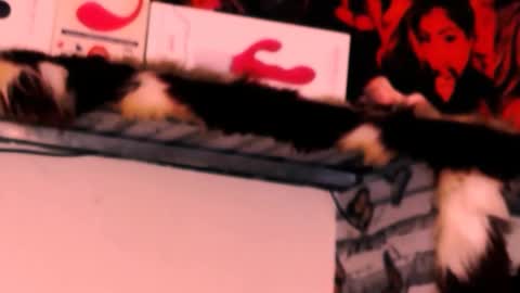 Snapshot of indian_dreamgirl chatting on 11.24.25 Bella Ambrosia online show from 11.24.25