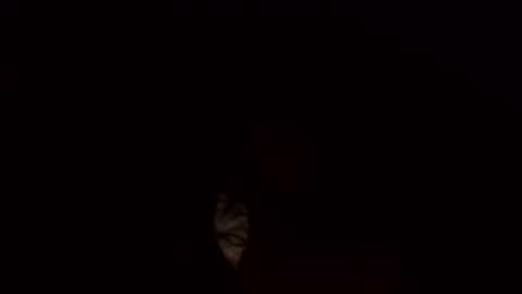 Jamacian online show from 03.03.25