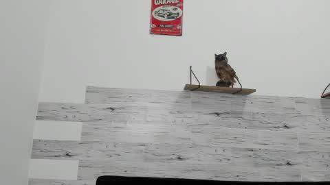 Jaycreedd online show from 03.06.25