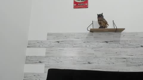 Jaycreedd online show from 11.07.25