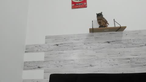 Jaycreedd online show from 11.26.25