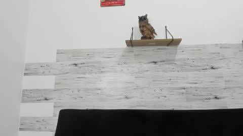 Jaycreedd online show from 12.05.25