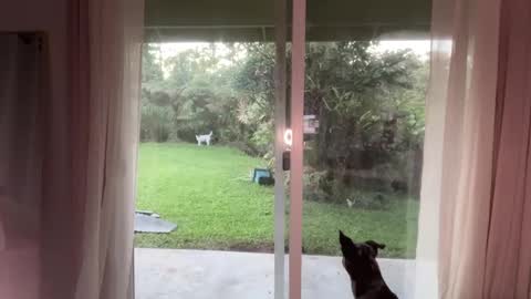 Snapshot of kaileeshy chatting on 01.08.25 Kailee Smile online show from 01.08.25