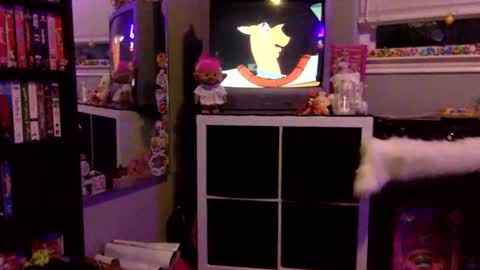 kittykatcoco online show from 11.11.25