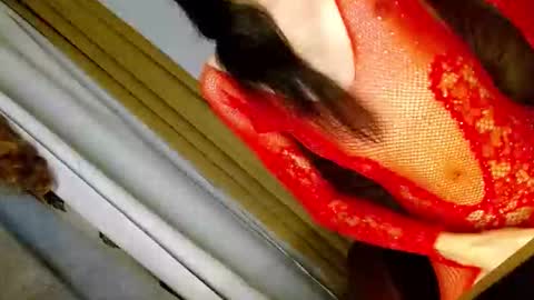 Snapshot of latrina_ chatting on 03.05.26 latrina_ online show from 03.05.26