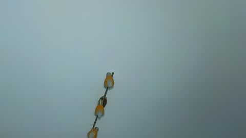 LauraMirage online show from 12.30.24