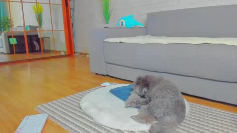 lilyt_007 online show from 01.14.25