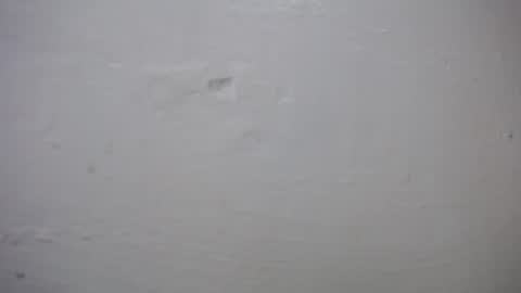 lisa_branch online show from 10.27.25