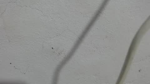 Frank and Nathy  online show from 09.11.25