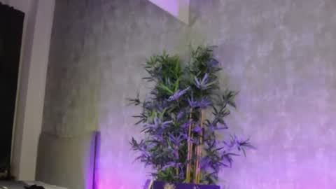 lucyrayy online show from 02.04.26