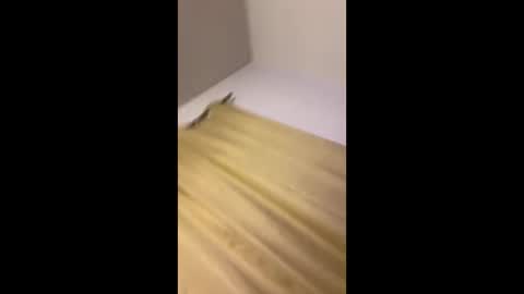 luis132578 online show from 11.22.25