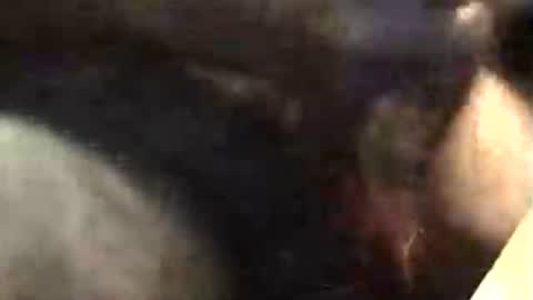 lukestarfckr online show from 11.18.25