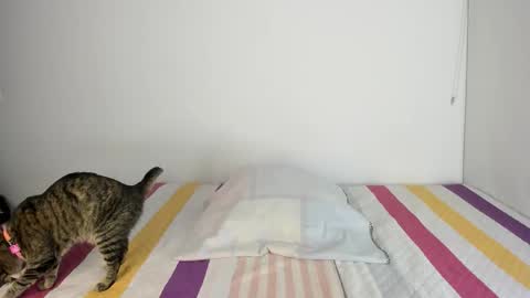 Snapshot of malucam_06 chatting on 11.13.25 instagram nueela online show from 11.13.25