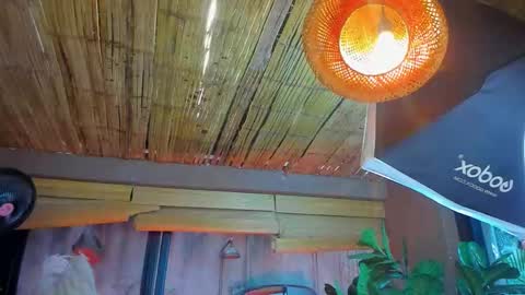 Snapshot of marcovitto chatting on 11.18.25 marcovitto online show from 11.18.25