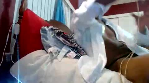 Reparations for the departed online show from 10.18.25