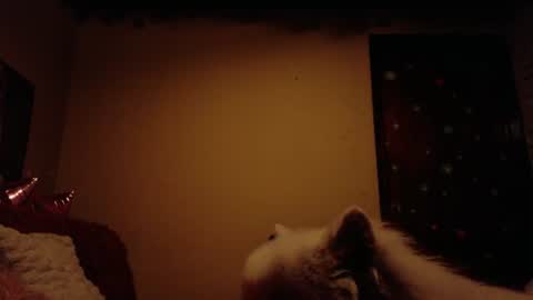     online show from 06.28.26