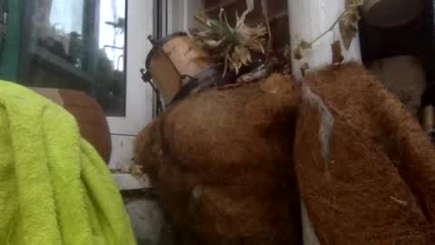 Snapshot of matureman1234 chatting on 11.05.25 matureman1234 online show from 11.05.25