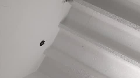 Miki online show from 01.08.25