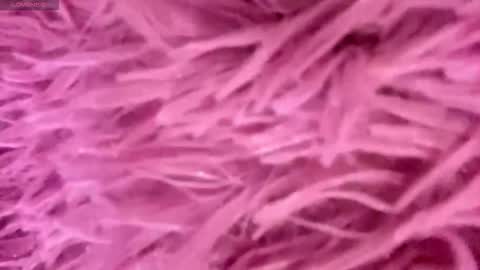 Amelia online show from 11.15.25