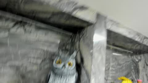 Snapshot of miss_danika chatting on 10.01.25 Danika online show from 10.01.25