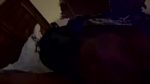 Snapshot of mpickett617 chatting on 10.31.25 mpickett617 online show from 10.31.25