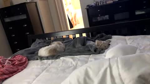 mrrogue online show from 12.24.24