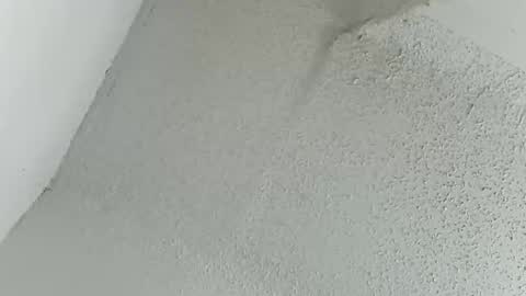 melissa online show from 03.11.26