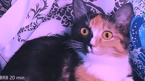 Monday-Friday 12-4 AM and 6-9 AM New York time online show from 01.23.25