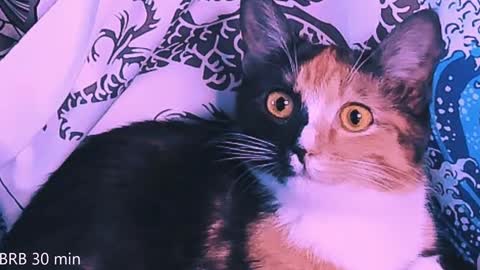 Monday-Friday 12-4 AM and 6-9 AM New York time online show from 02.02.25