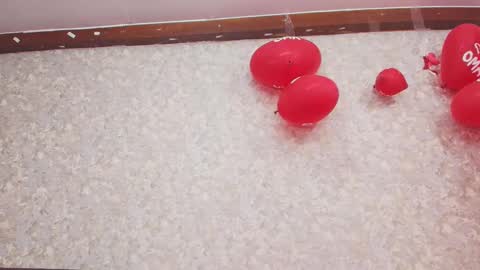 Nicol online show from 02.13.25