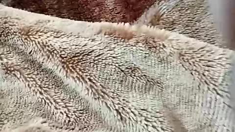 Snapshot of nooby942461 chatting on 02.02.26 sim nib online show from 02.02.26