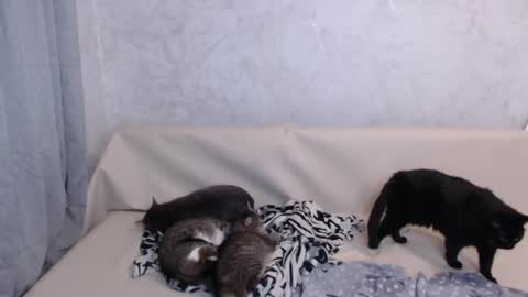 Olivia online show from 09.19.25