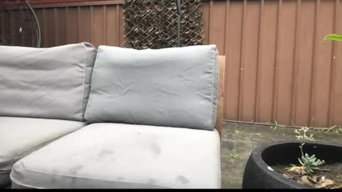 Snapshot of ozsurferboy773375 chatting on 09.27.25 Hrny aussie surfer online show from 09.27.25