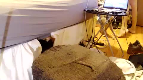 papabearbackdoor online show from 07.26.26