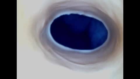 Snapshot of paulainoscente chatting on 03.02.25 Paula 18 Aninhos online show from 03.02.25