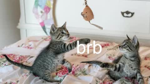 Kitty online show from 11.06.25