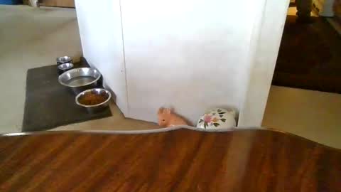 Snapshot of porkchopp3 chatting on 11.05.25 porkchopp3 online show from 11.05.25