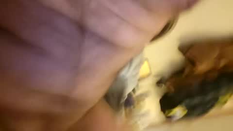 pussylike696969 online show from 12.06.24