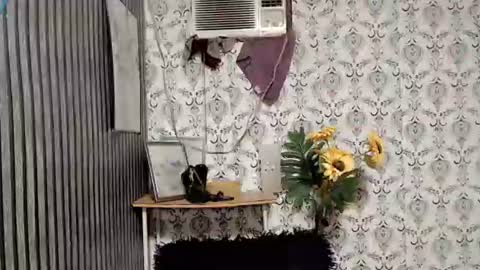 JOY online show from 09.10.25