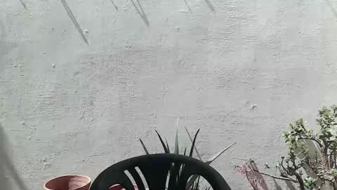 Ran online show from 04.25.26