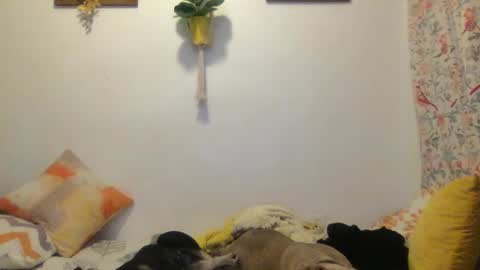 Snapshot of roastingcorn chatting on 03.11.25 RoastingCorn online show from 03.11.25
