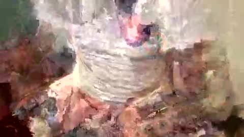 Snapshot of samboiamtho chatting on 11.01.25 samboiamtho online show from 11.01.25