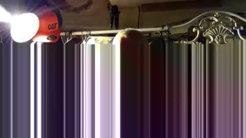 Snapshot of scoutiii chatting on 10.15.25 scoutiii online show from 10.15.25