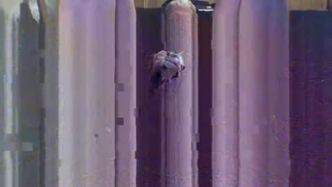 sexybeast_2 online show from 09.09.25