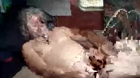 Shamroc online show from 03.05.26