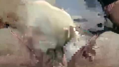 showsme online show from 10.28.25