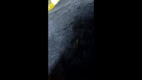 shurthingxx online show from 01.28.25