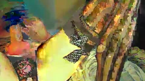 Sir Loin online show from 02.20.25